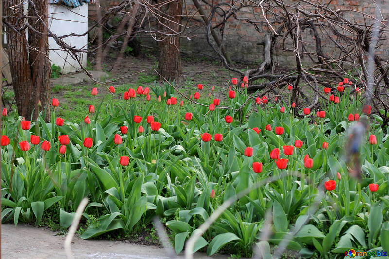 Tulips growing №27415