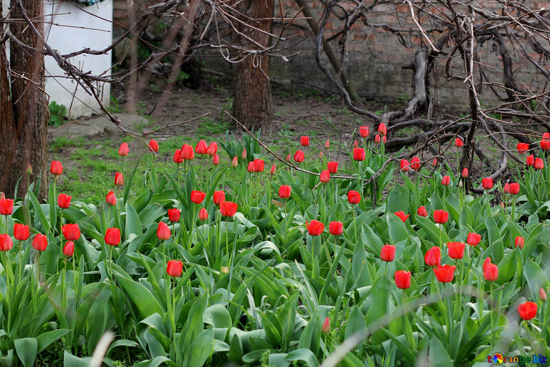 Tulipani in crescita №27416