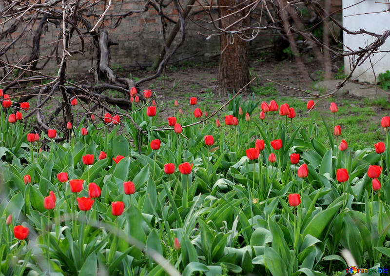 Tulpen in der Nähe des Hauses №27418