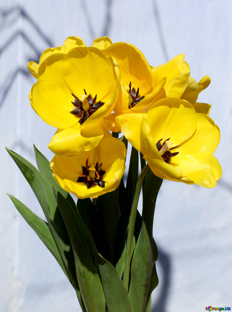 Bouquet de Tulipes jaunes №27460