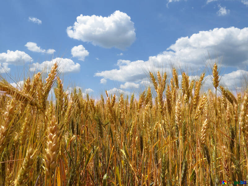 Ukrainian wheat №27257