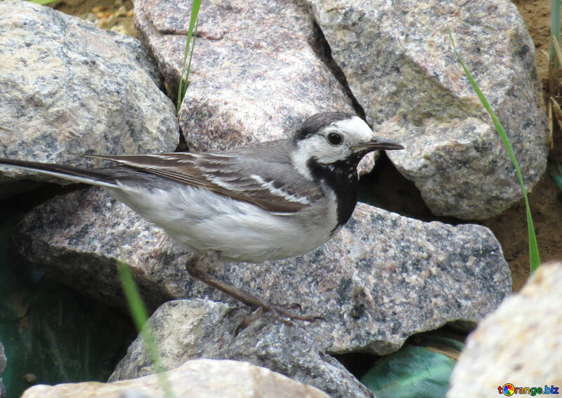 Wagtail on the rocks №27398