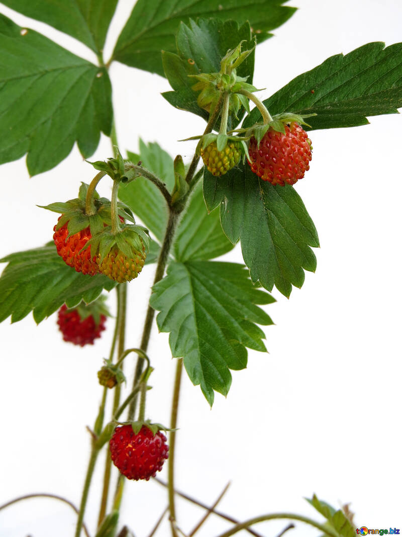 Wilde Erdbeeren auf weißem Hintergrund №27563