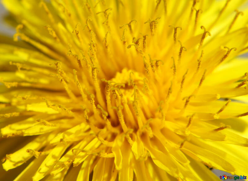 Flor amarilla grande №27105
