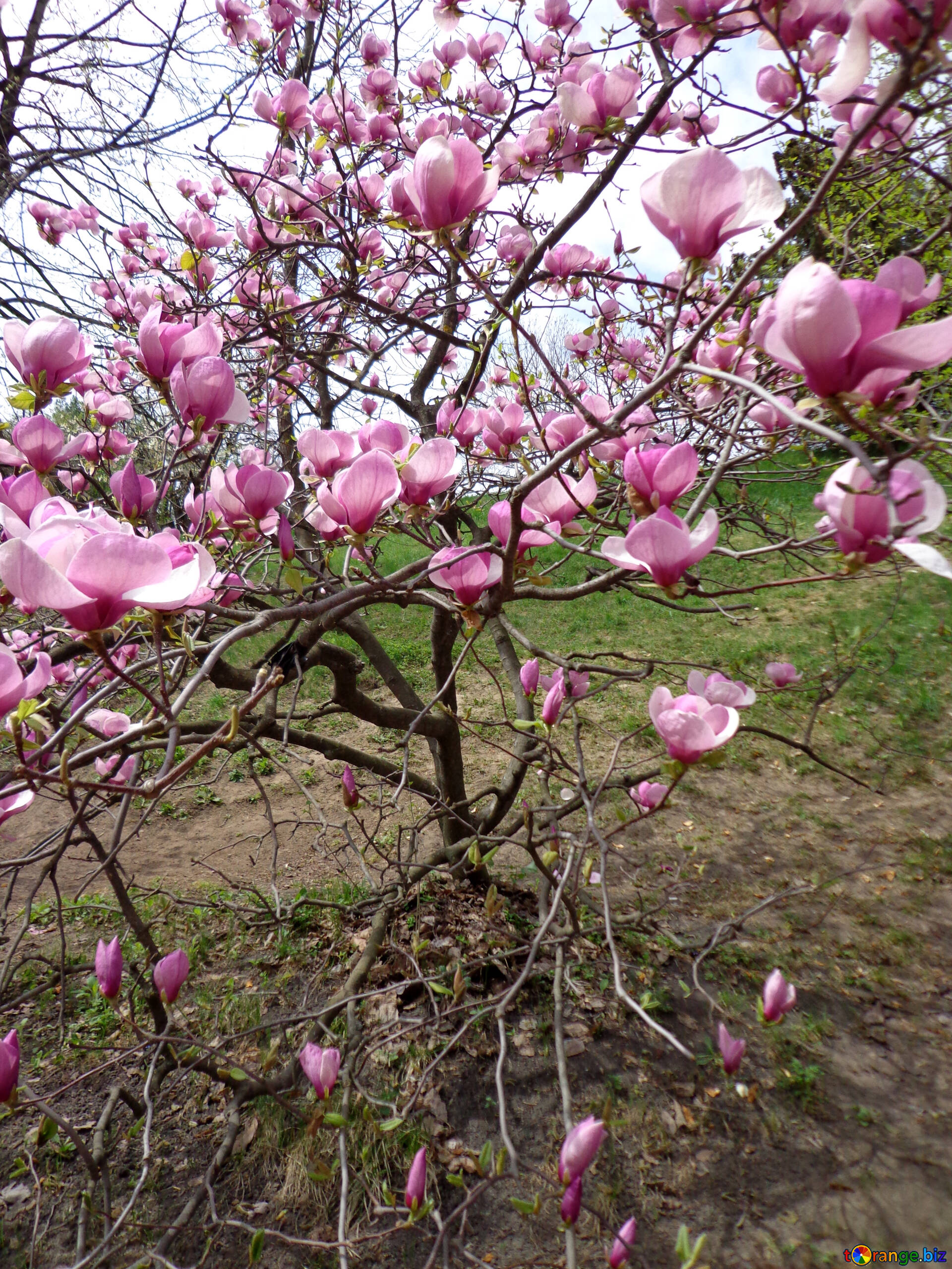 Magnolia rosada imagen magnolia rosa imagens flor rosa № 28384 