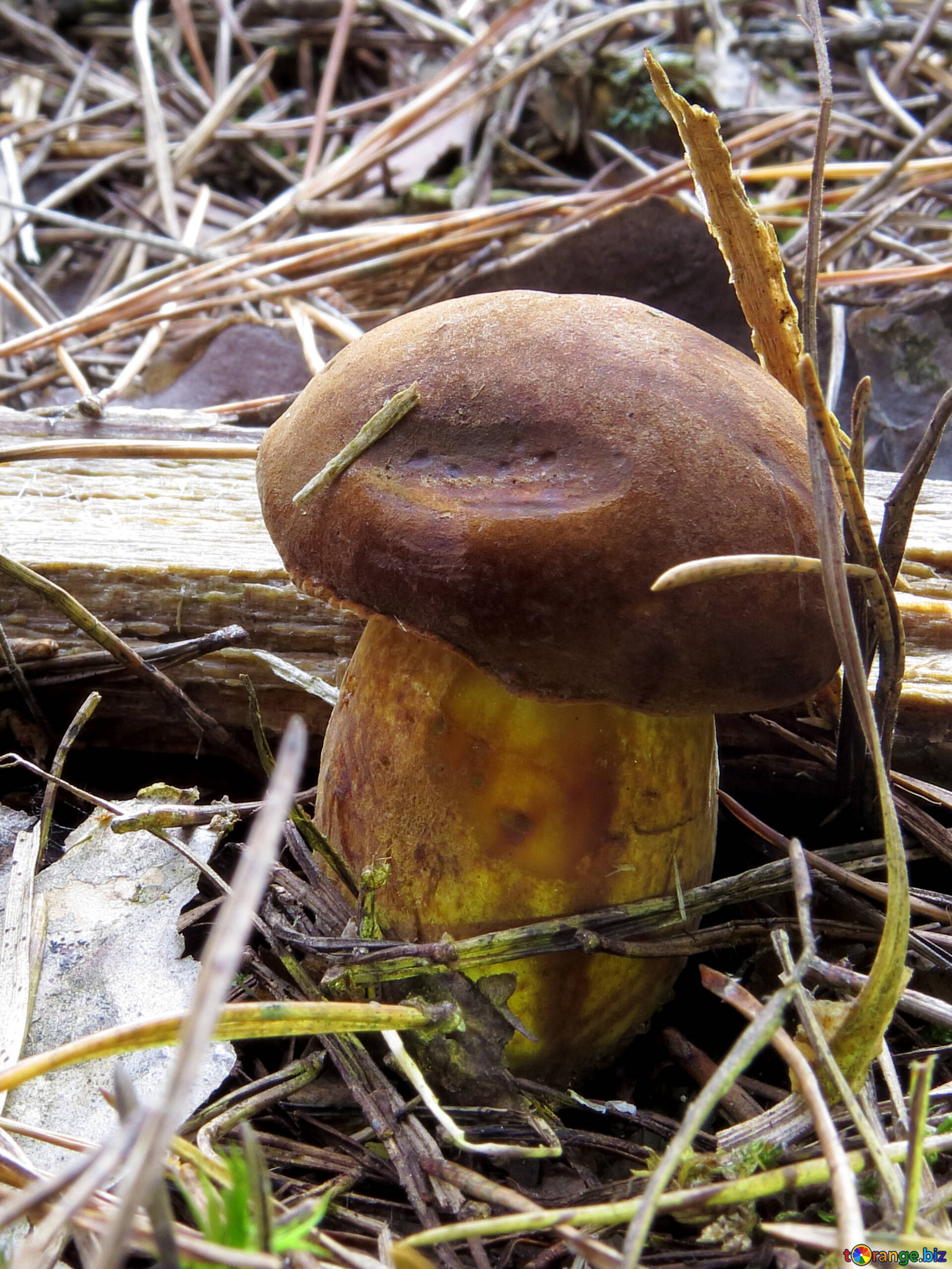 польский гриб ядовитый фото