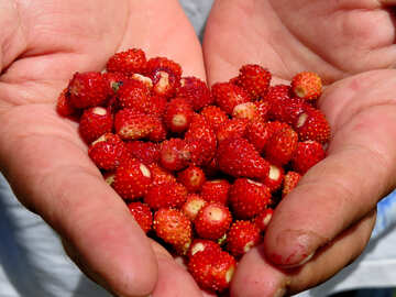 Erdbeere in Händen №28982