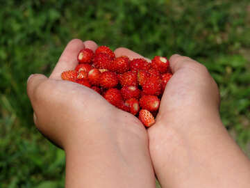 Erdbeere in Händen №28991