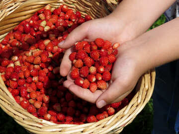 Récolte de fraises №28987