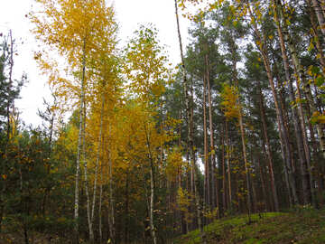 Autumn Birch №28300