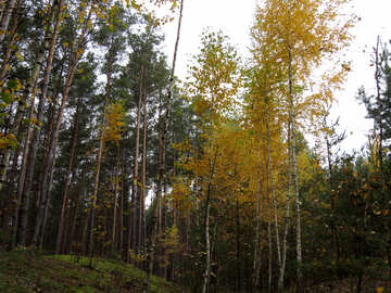 Autumn birch №28301