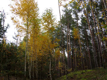 Bright Autumn birch №28302