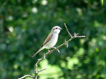 Bird on branch №28180
