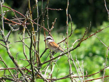 Oiseau sur branche №28203