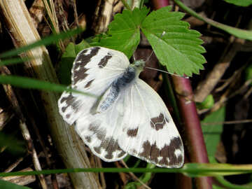 Butterfly pest №28261