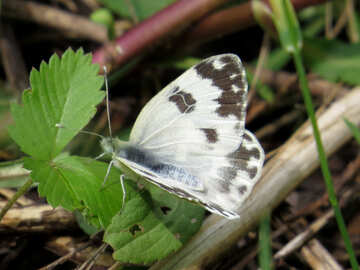 White butterfly with black spots №28257