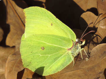 Yellow green butterfly №28770