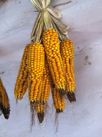 Corn №28880