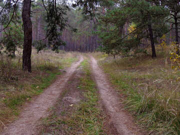 Strada attraverso i boschi №28345