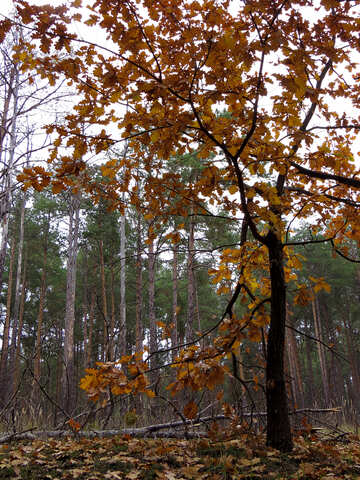 Autumn forest №28343