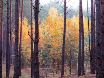 Deciduous trees in autumn forest №28311