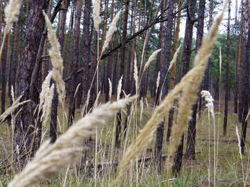 Forest grass №28349