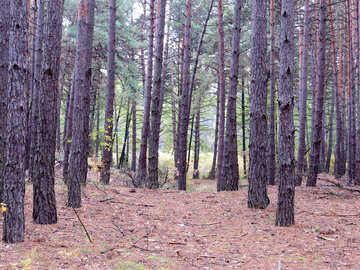 Pins de la forêt №28323