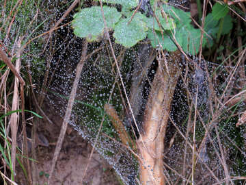 Dew on spider web №28327