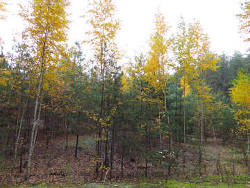 Bright autumn forest №28299
