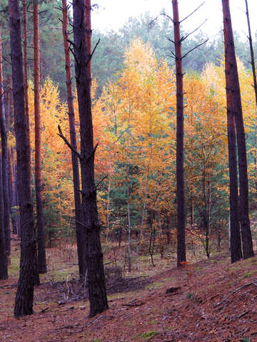 En el bosque de otoño №28310
