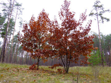 Alberi nella foresta d`autunno №28340