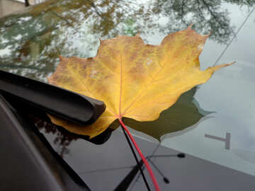 Autumn leaf on glass №28377