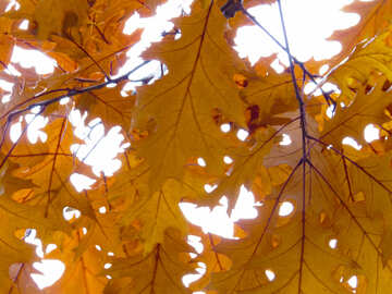 Autumn leaves №28337