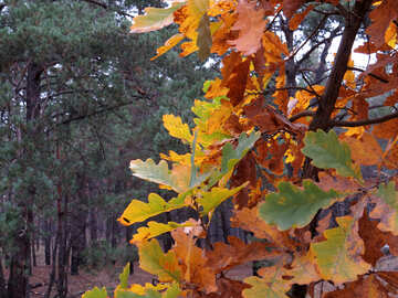 Autumn leaves №28334