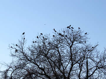Oiseau sur l`arbre №28695