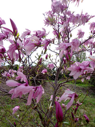 Floreciente árbol de magnolia