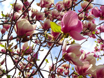 Magnolia Blossoms №28387