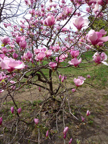 Magnolia rosa №28384