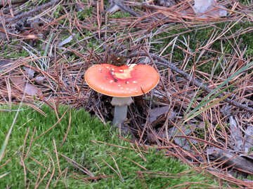 Amanita mushroom №28292