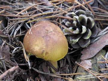 Mushroom №28346