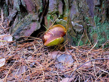I funghi si sviluppa sotto l`albero №28290