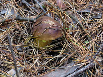 Polish mushroom №28321
