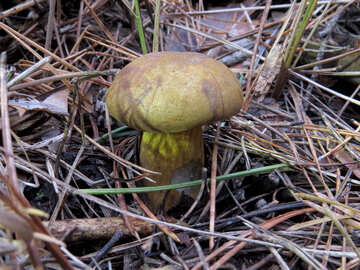 Polish mushroom №28355