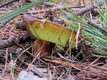Polish mushroom №28356