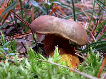 Polish Imleria badia mushroom №28369