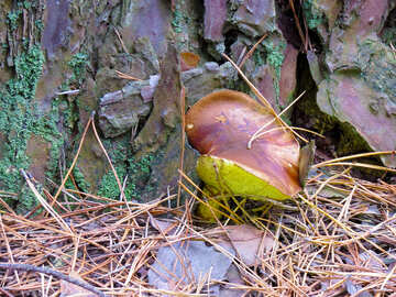 Mushroom under tree №28291