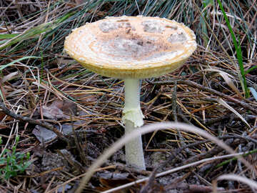 Old poison mushroom  №28336