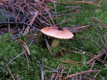 Mushroom №28318