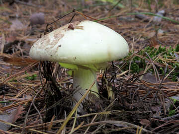 Dangerous Mushroom  №28361