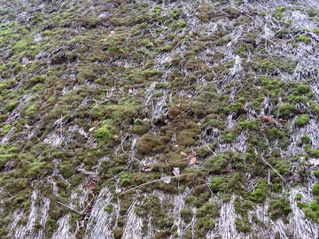 Texture roof of reeds covered with moss №28924
